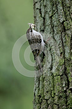 Treecreeper, Certhia familiaris