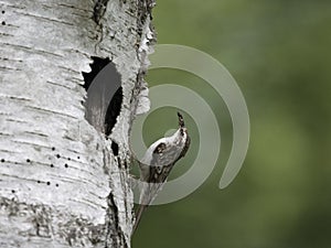 Treecreeper, Certhia familiaris photo