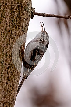 Treecreeper Climbing A Tree