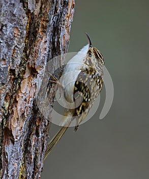 Treecreeper climbing up a tree trunk