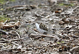 Treecreeper nest building in the woods