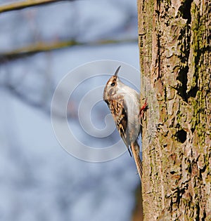 Treecreeper: Scientific name Certhia familiaris.