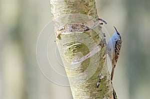 Treecreeper