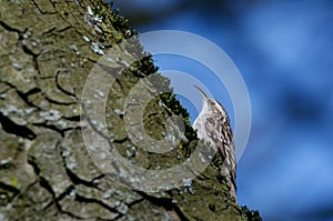treecreeper sitting on a  tree trunk