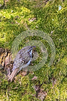 Treecreeper sitting on a tree trunk