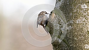 A Treecreeper On A Tree ( Certhiidae )