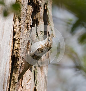 Treecreeper at Warnham