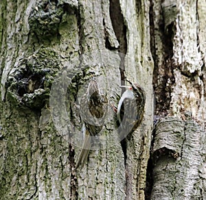 Treecreepers feeding at the nest