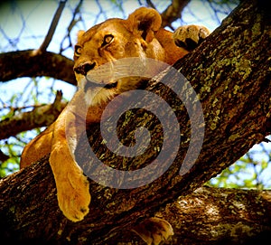 Treed Lioness in the Serengeti, Tanzania, Africa