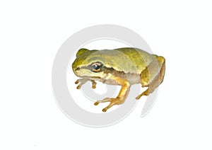 Treefrog