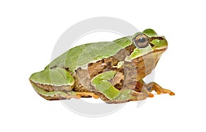 Treefrog