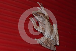 Treefrog