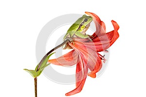 Treefrog on a flower