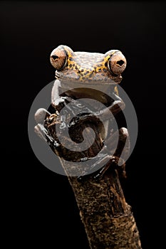 Treefrog Hypsiboas geograficus a tropical tree frog