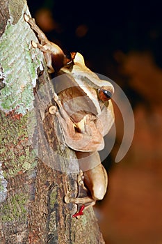 Treefrog in tropical amazon jungle