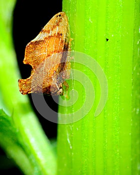 Treehopper