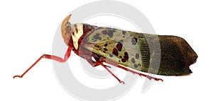 Treehopper with clipping path