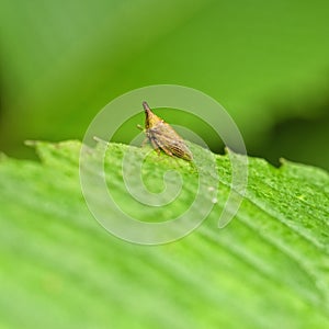 Treehopper with a horn sitting on a leaf