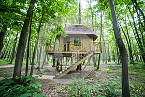 Treehouse in forrest