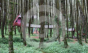 Kragilan Pine Forest