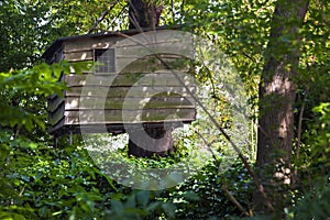 Treehouse in the woods