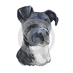 Treeing cur dog isolated digital art illustration. Hand drawn dog muzzle portrait, puppy cute pet. Dog breeds originating from
