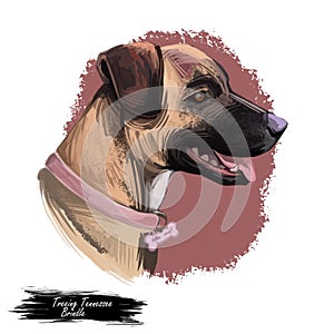 Treeing Tennessee Brindle dog breed portrait isolated on white. Digital art illustration, animal watercolor drawing of hand drawn