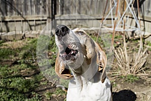 Treeing Walker Coon Hound Howling