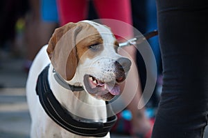 Treeing Walker Coonhound