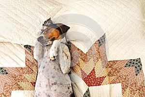 Treeing Walker Coonhound on bed