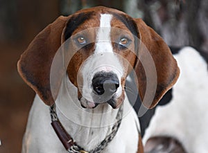 Treeing Walker Coonhound dog with big floppy ears portrait