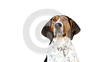 Treeing Walker Coonhound dog looking forward