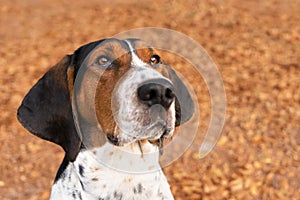 Treeing Walker Coonhound dog looking forward