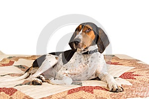 Treeing Walker Coonhound dog lying on blanket