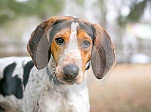 A Treeing Walker Coonhound dog outdoors