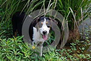 Treeing walker coonhound keeping cool in the shade