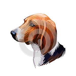 Treeing Walker Coonhound or Tennessee Lead dog breed portrait isolated. Digital art illustration, watercolor drawing of hand drawn