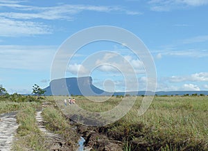 Treeking in the Gran Sabana