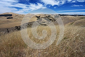 Treeless hills at Cape Kidnappers