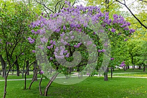 Treelike bush of the flowering purple lilac in park photo
