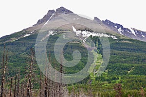 Treeline along the side of Mount Blakiston at Waterton Lakes National Park