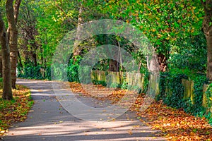 Treelined avenue in Hampstead Heath, London