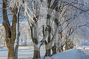 Treelined Beech trees