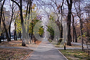 Treelined footpath in a park