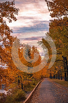 Treelined Park Pathway In Autumn