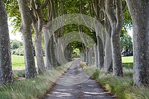 Treelined path on country road