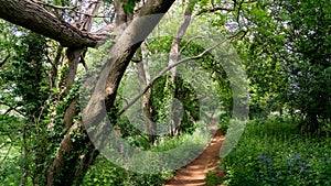 A treelined path through a small wood