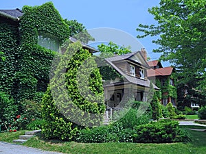 Treelined street with older houses