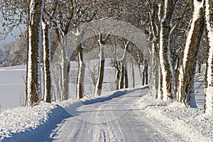 Treelined winter road