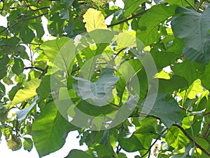 Treen teak Tectona grandis Linn f. with natural background. Teak leaves in Indonesia usually used as food wrappers.